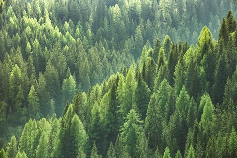 Aerial view of New Zealand pine forest, forestry sector